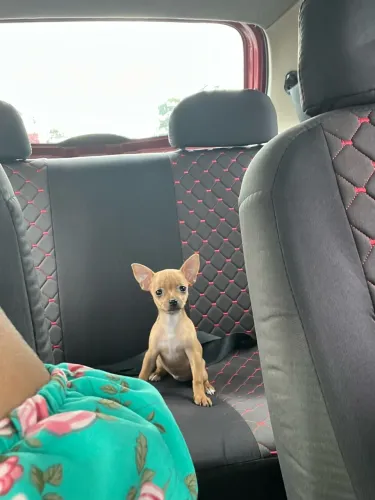 Pinscher 