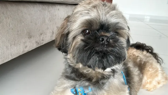 Precisa-se de uma namorada shih tzu