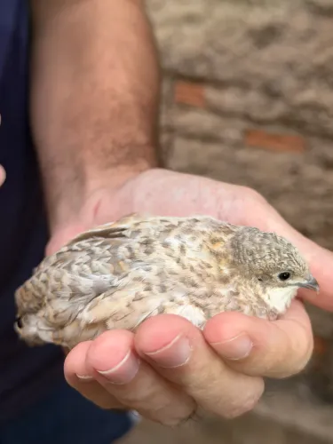 Mini cordorna chinesa