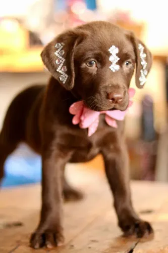 LABRADOR PARCELAMOS