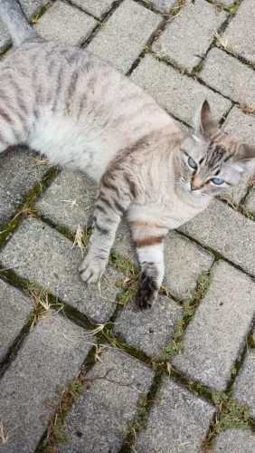 Cão e gato