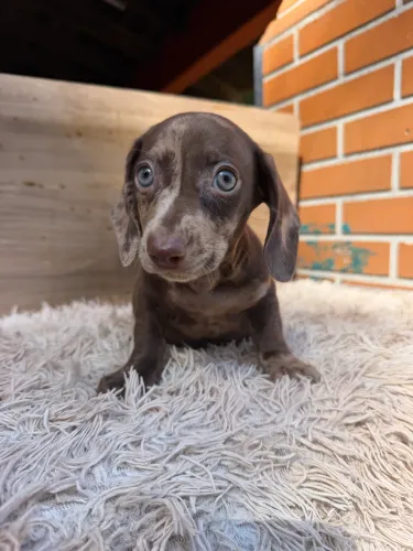 Macho dachshund mofadinho miniatura