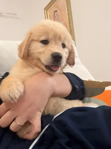 Vendo cachorra