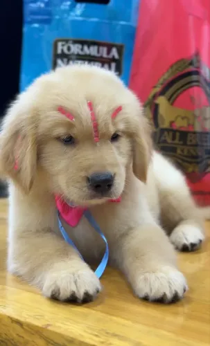 Filhote Golden Retriever