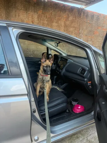 Pastor de Malinois 3 meses