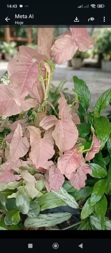 Plantas