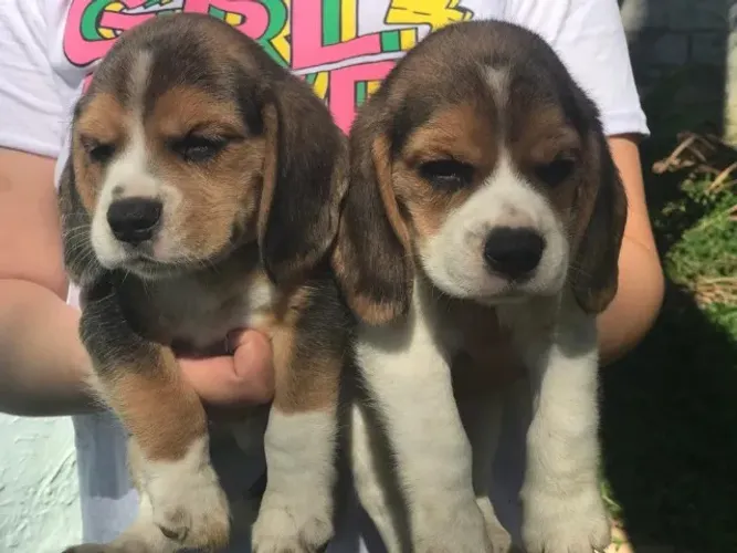 Beagle esperto