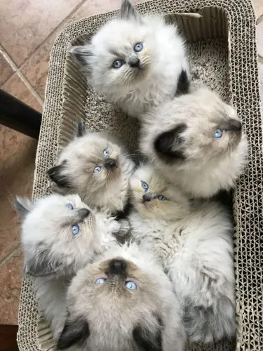 Ragdoll