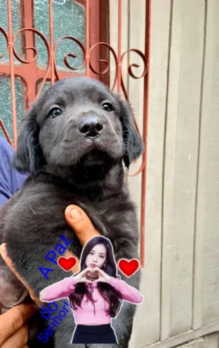 Filhotes de Doberman com cha-pey