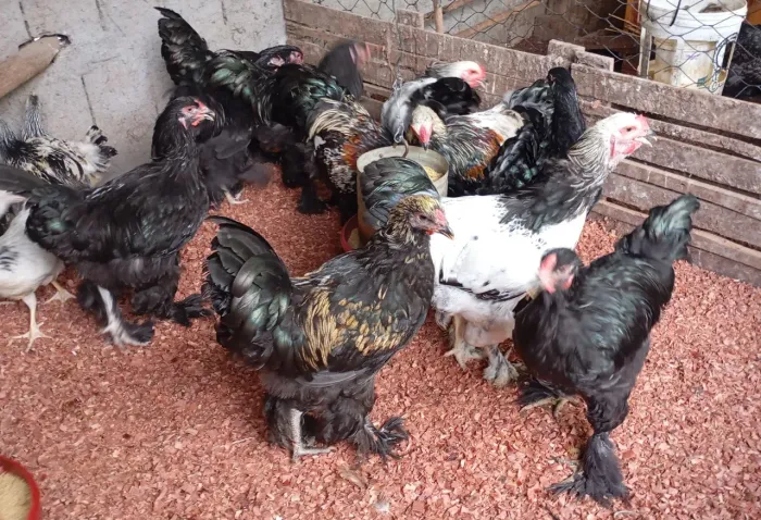 Frangos e frangas , galos e galinhas Brahma ovos Galados da raça brahma