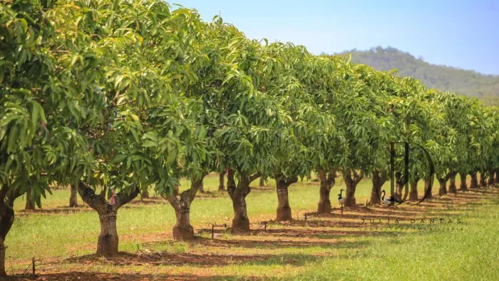 FAZENDA 45ha EM PETROLINA: 20ha DE MANGA (TOMMY, KENT E KEITT) E MARGEM DO RIO SÃO FRANCIS