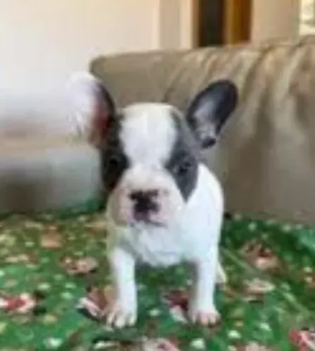 Bulldog Francês Filhotes Excelente Escolha.