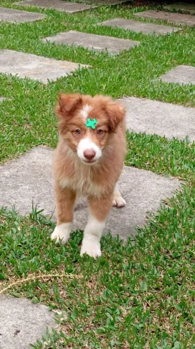Border Collie | Entrega em Balneário dia 18/04