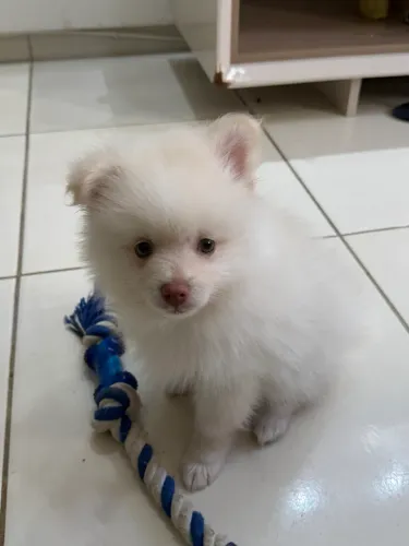 Spitz Alemão