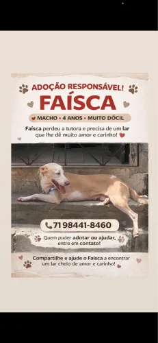 Dócil, amigo e companheiro 