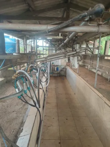Vende-se Ordenha Gea