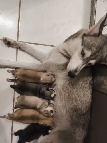 Filhotes de husk siberiano puro 