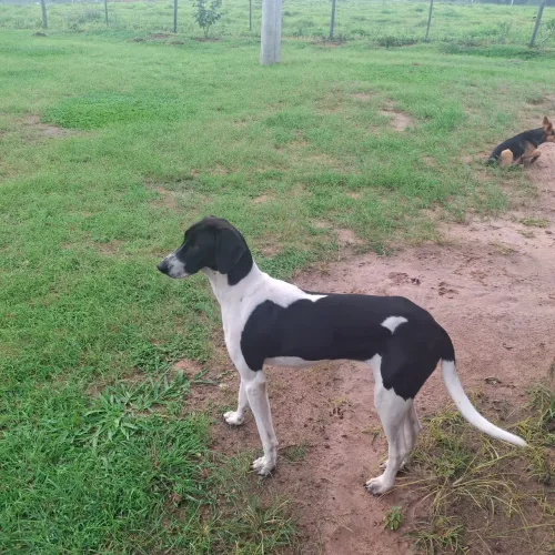 Cachorra americana
