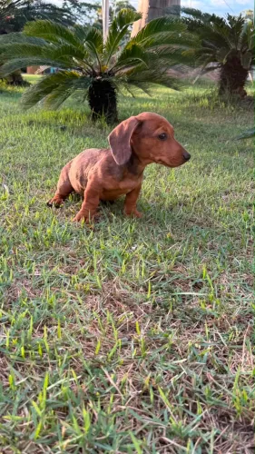 Salsichinha 