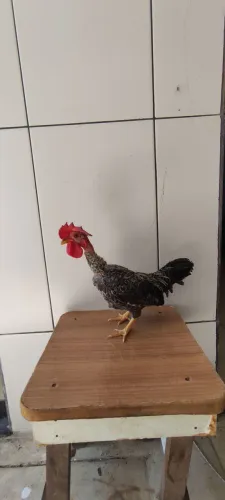 GALO GARNISÉ 