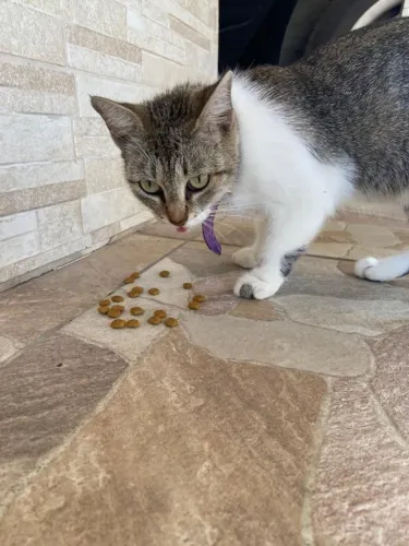 Gatinha Doação