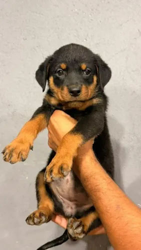 Rottweiler Macho disponível 