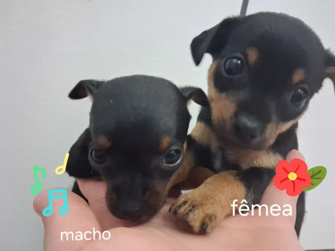 Filhotes pinscher