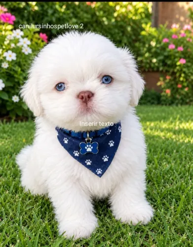 Shih tzu branca chaanhe mini rara linda 