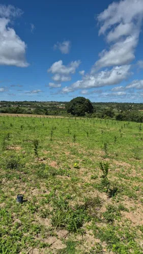 Vendo uma área de terra com 5 tarefas no interior de lagarto próximo a Colônia treze   