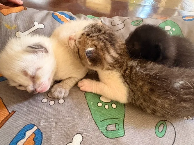 Adoção de Gatinhos