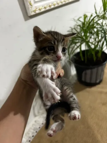 Gatos
