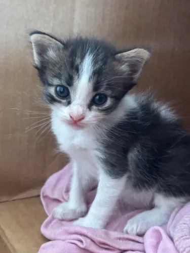 Gatinhos lindos