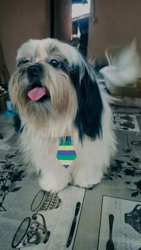 Shih Tzu Macho 