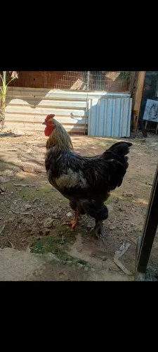 Galo brahma