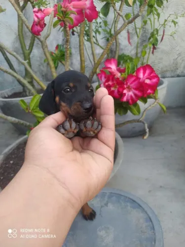 filhotes de salsicha - dachshund
