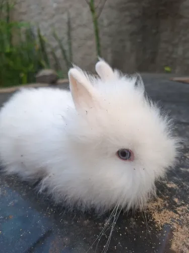 Coelho Mini Teddy Dwerg