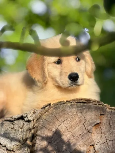 Golden Retrivier para Todo Es