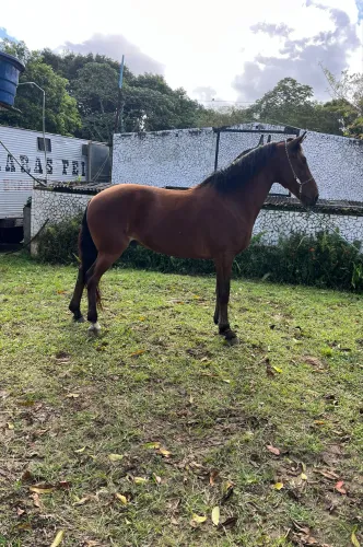 CAVALO CASTANHO MÁQUINA DE PICADO