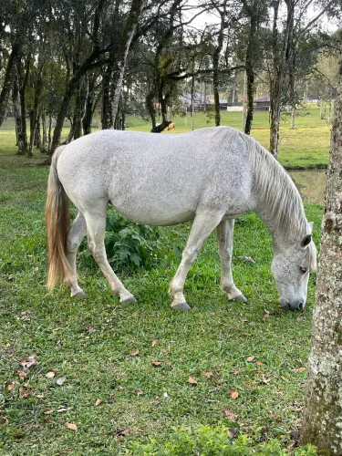Lote de cavalos paint horse