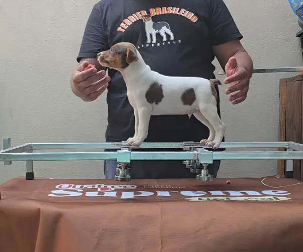 Filhote de terrier brasileiro