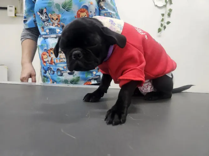 Cachorro