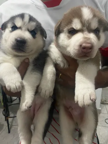 Filhotes de Husky disponível