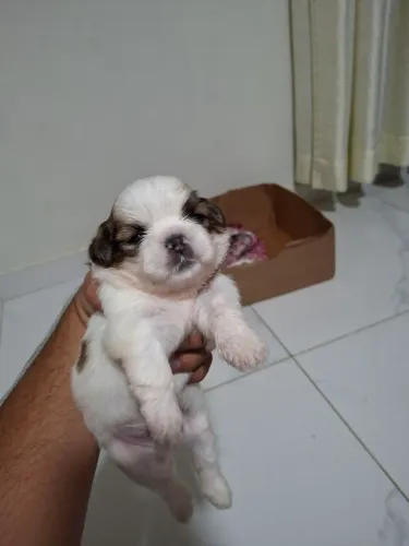 Cachorros Shih tzu lindos macho 1.200 fêmea 1.600 pra colocar preço