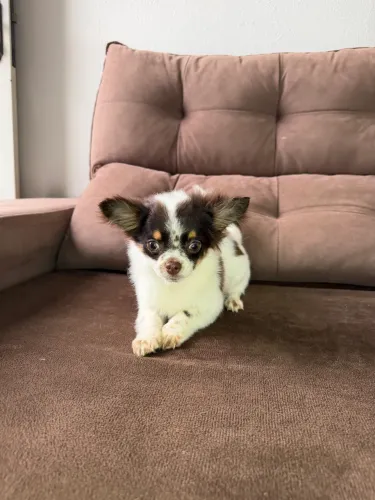 Chihuahua/ Branco e chocolate - pelo longo 