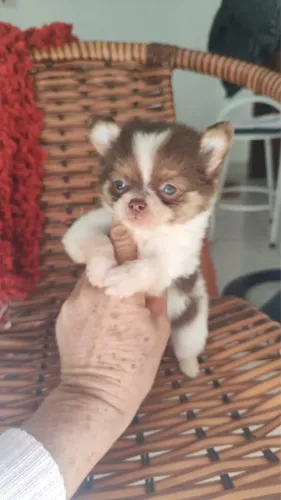 Filhotes de chihuahuas
