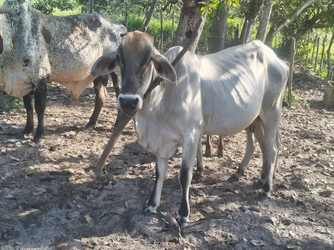 2 vacas, 1 boi se e 1 bezerro para vender