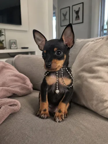 Pinscher fêmea 