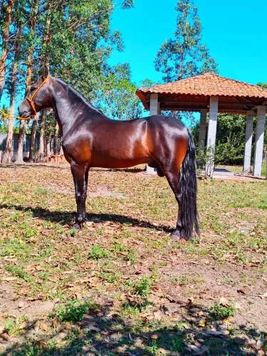 Cavalo de Excelente Padrão, Beleza e Conformação - À Vista ou Parcelado em 2+48x