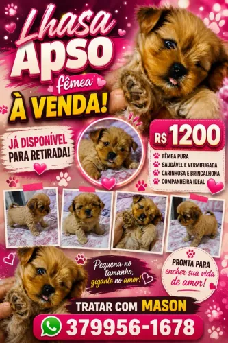 Última disponível
