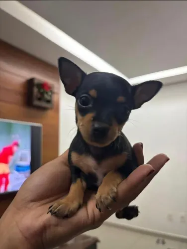 Pincher 0